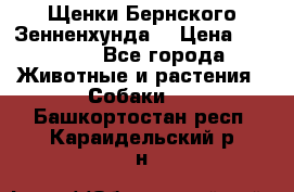 Щенки Бернского Зенненхунда  › Цена ­ 40 000 - Все города Животные и растения » Собаки   . Башкортостан респ.,Караидельский р-н